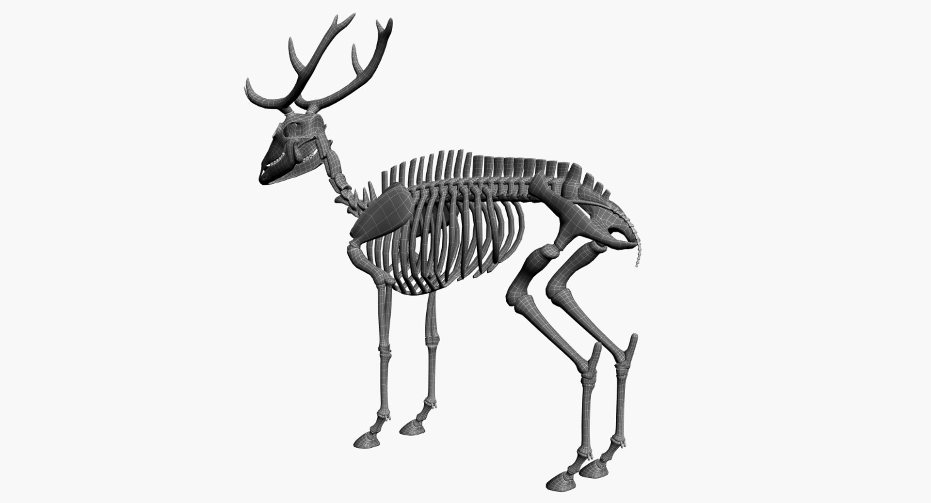 deer skeleton 3D https://p.turbosquid.com/ts-thumb/P2/nZXVi7/AMzUqDTs/12/jpg/1495803808/1920x1080/fit_q87/4b2d8cbca7444c6170fe02066c57387e809a93d2/12.jpg