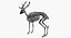 Deer Skeleton
