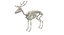 Deer Skeleton