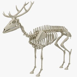 Deer Skeleton