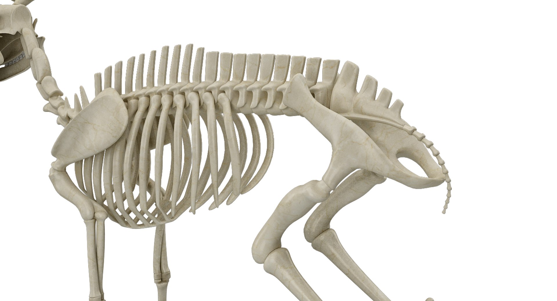 deer skeleton 3D https://p.turbosquid.com/ts-thumb/P2/nZXVi7/J9amxzdL/20005/jpg/1495803725/1920x1080/fit_q87/f322976e04fe64a610125501922b1d5ac0902d22/20005.jpg
