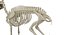 Deer Skeleton