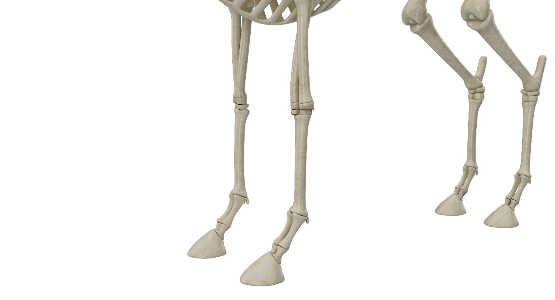 deer skeleton 3D https://p.turbosquid.com/ts-thumb/P2/nZXVi7/JnpoIH0N/20003/jpg/1495803725/1920x1080/fit_q87/e9f47019cec930d58f20ac16a895ad520aa494f8/20003.jpg