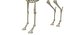 Deer Skeleton