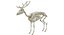 Deer Skeleton