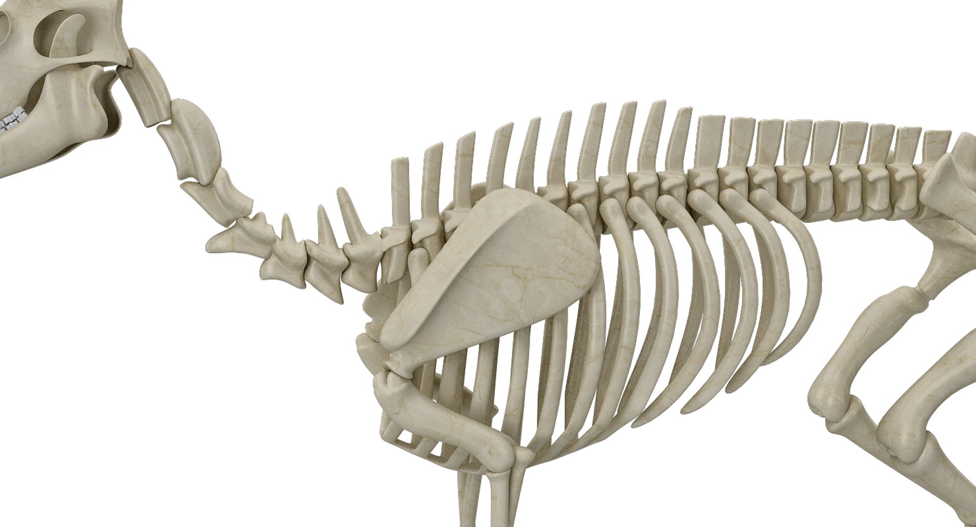 deer skeleton 3D https://p.turbosquid.com/ts-thumb/P2/nZXVi7/TxNBydpR/20002/jpg/1495803725/1920x1080/fit_q87/43eaac29e1f42b2f03641c0f57ab865a05b77b8d/20002.jpg
