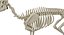 Deer Skeleton