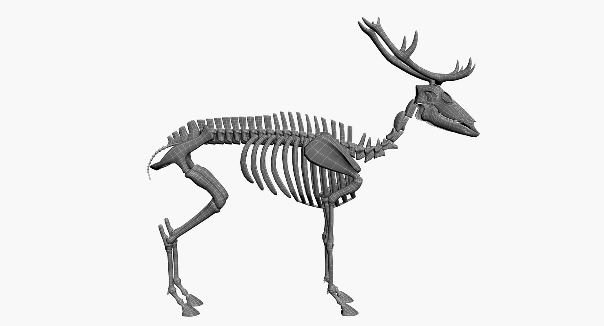 deer skeleton 3D https://p.turbosquid.com/ts-thumb/P2/nZXVi7/VOAA7mIC/14/jpg/1495803808/1920x1080/fit_q87/8c8bbcac3f71f0c0024c33b6c3c8ed063bfe10e5/14.jpg