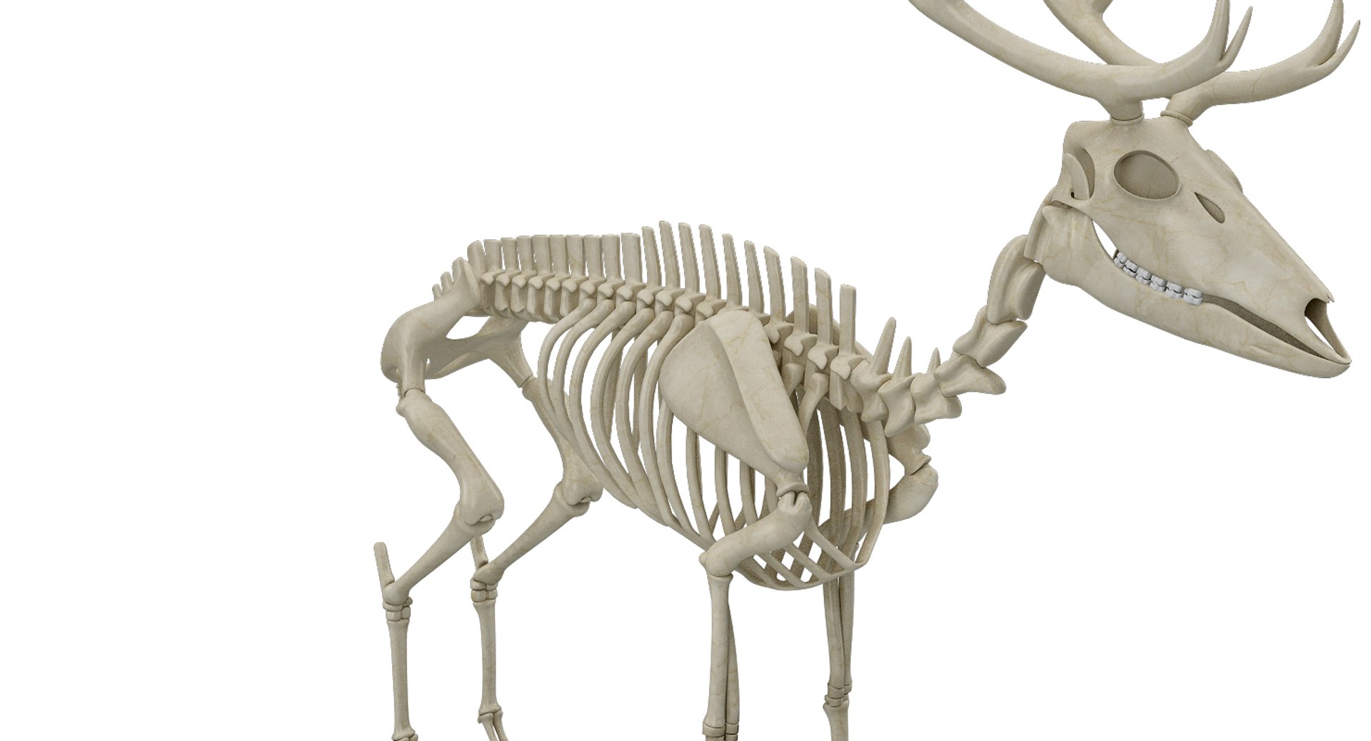 deer skeleton 3D https://p.turbosquid.com/ts-thumb/P2/nZXVi7/WuvUEF6a/20007/jpg/1495803725/1920x1080/fit_q87/b02d7cd031cb22dc57c08fd2dbb97536115c5a25/20007.jpg