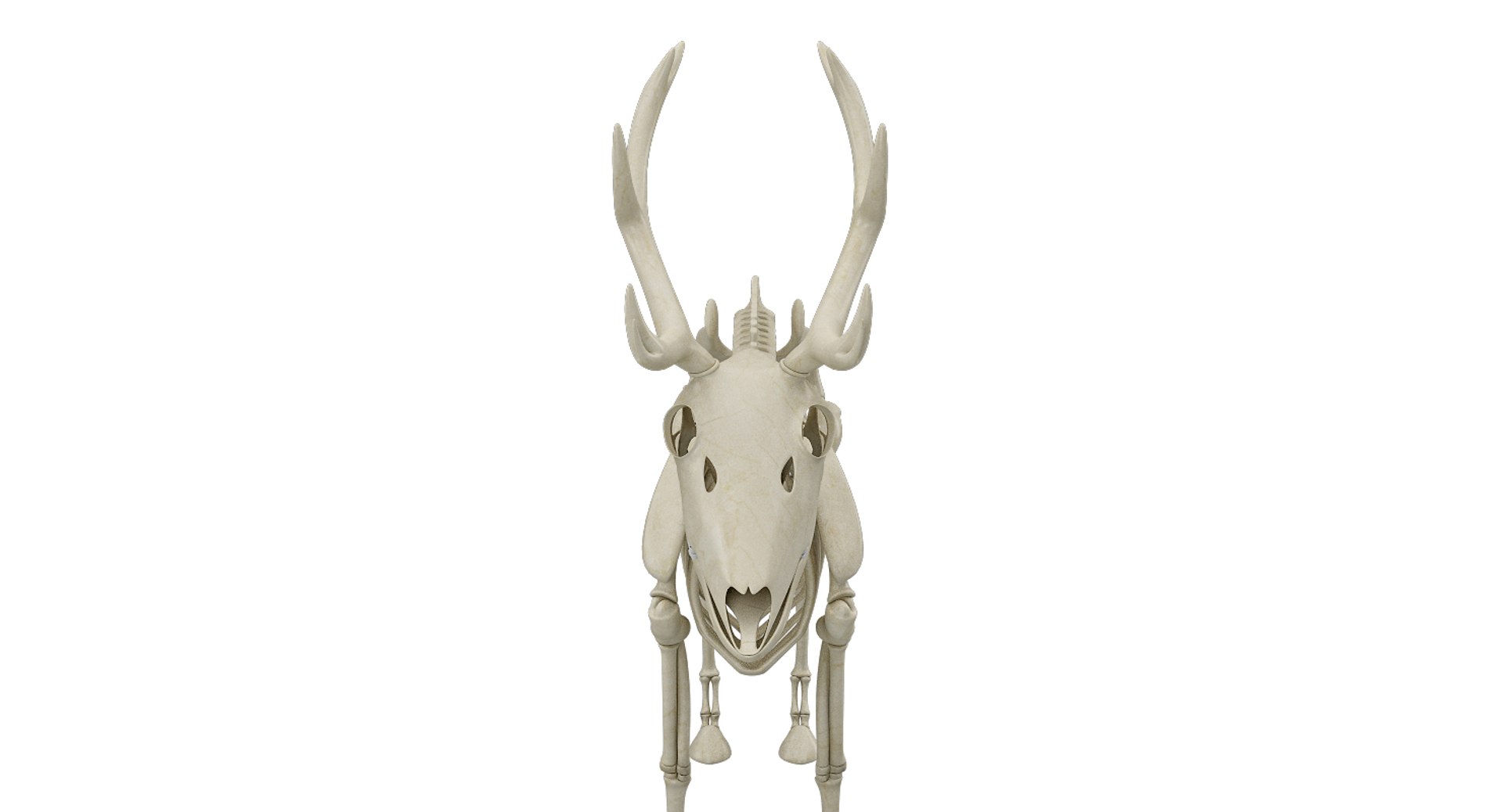 deer skeleton 3D https://p.turbosquid.com/ts-thumb/P2/nZXVi7/Yi3OGu9Z/2008/jpg/1495803725/1920x1080/fit_q87/d1986815f0966cf1e09353fd0036766f428c4477/2008.jpg