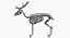 Deer Skeleton