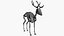 Deer Skeleton