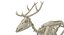 Deer Skeleton