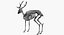 Deer Skeleton