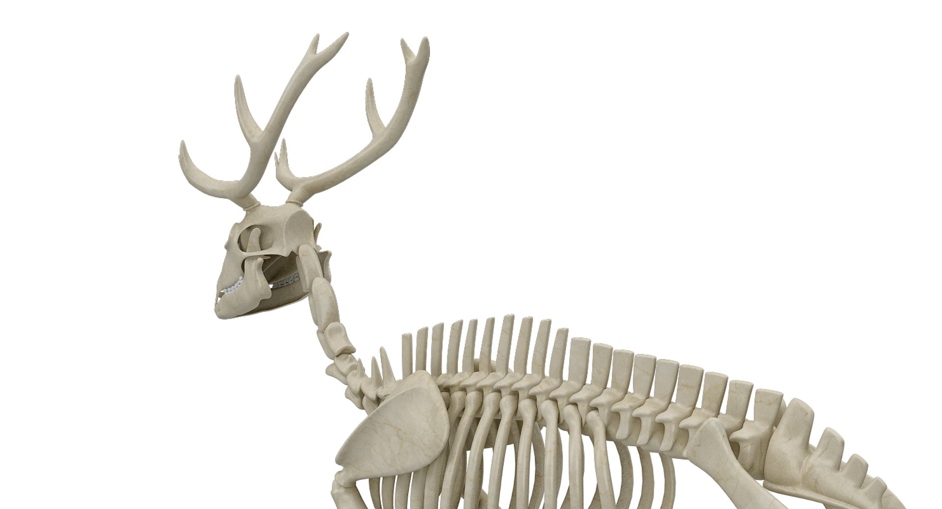 deer skeleton 3D https://p.turbosquid.com/ts-thumb/P2/nZXVi7/trpzl0V1/20001/jpg/1495803725/1920x1080/fit_q87/e1d092857e17e9f50e0202a5334fe5e2b4ca0a8e/20001.jpg