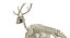Deer Skeleton