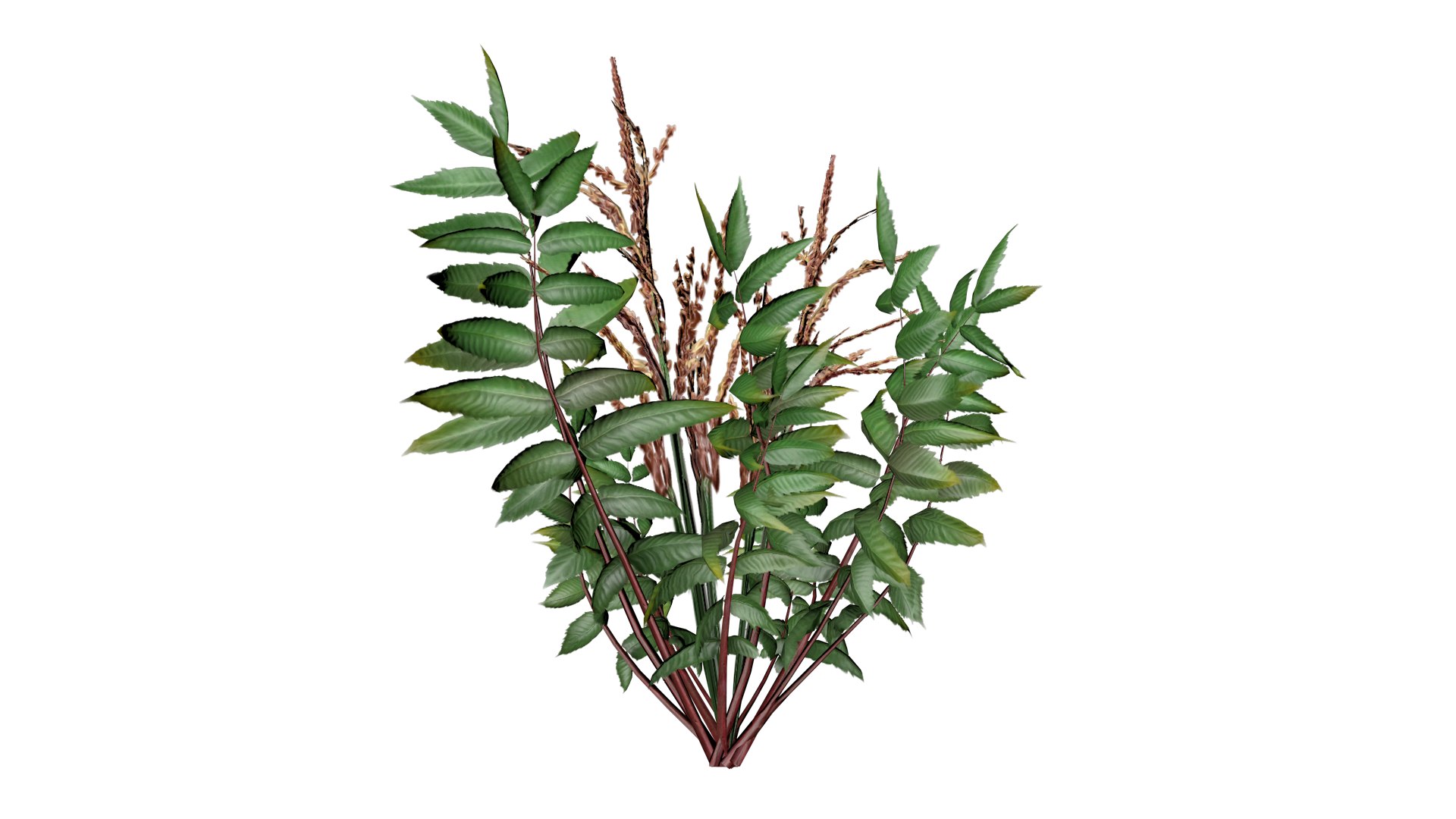 3D False Spirea Plant - 03 - model https://p.turbosquid.com/ts-thumb/P2/o89tf6/8T/fs_3/png/1741705697/1920x1080/fit_q87/ba2fbafbacb113df9b9f13023fb7b0011a54d427/fs_3.jpg