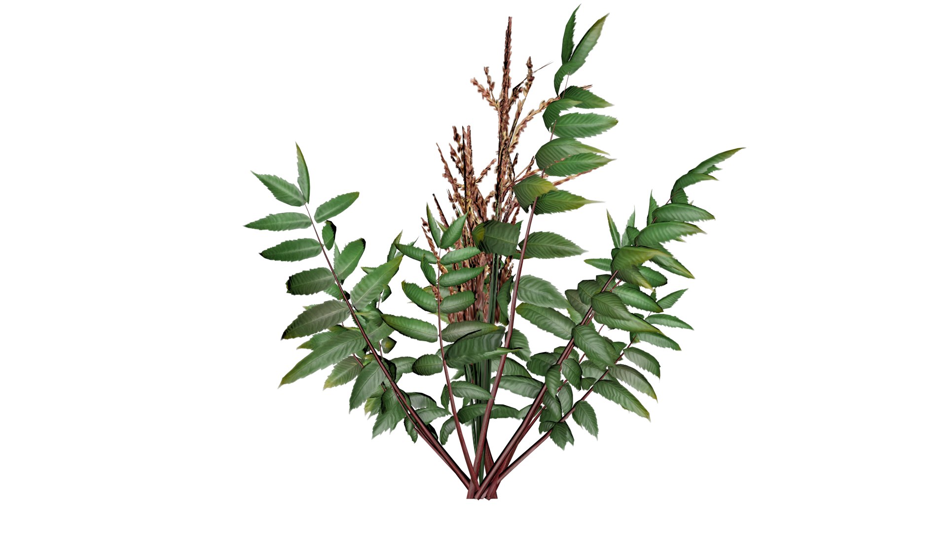 3D False Spirea Plant - 03 - model https://p.turbosquid.com/ts-thumb/P2/o89tf6/JA/fs_33/png/1741705700/1920x1080/fit_q87/4f74a38cd21540d8a26b53359883a4da8cbf6179/fs_33.jpg