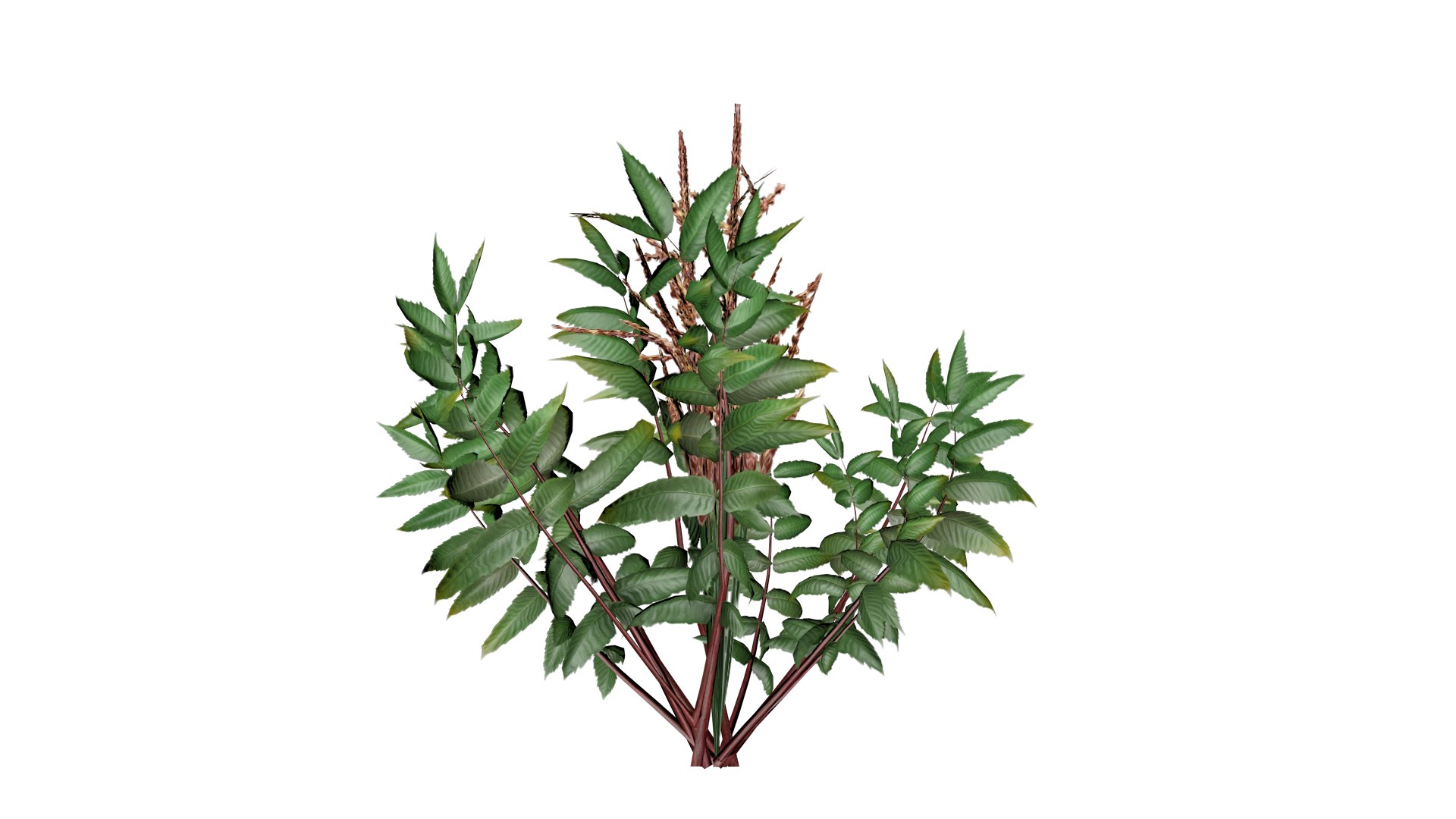 3D False Spirea Plant - 03 - model https://p.turbosquid.com/ts-thumb/P2/o89tf6/UL/fs_31/png/1741705699/1920x1080/fit_q87/80e33ca965e51bf694e194d8e12c5a44b093f6e7/fs_31.jpg