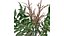 Planta de falsa espirea - 03 -