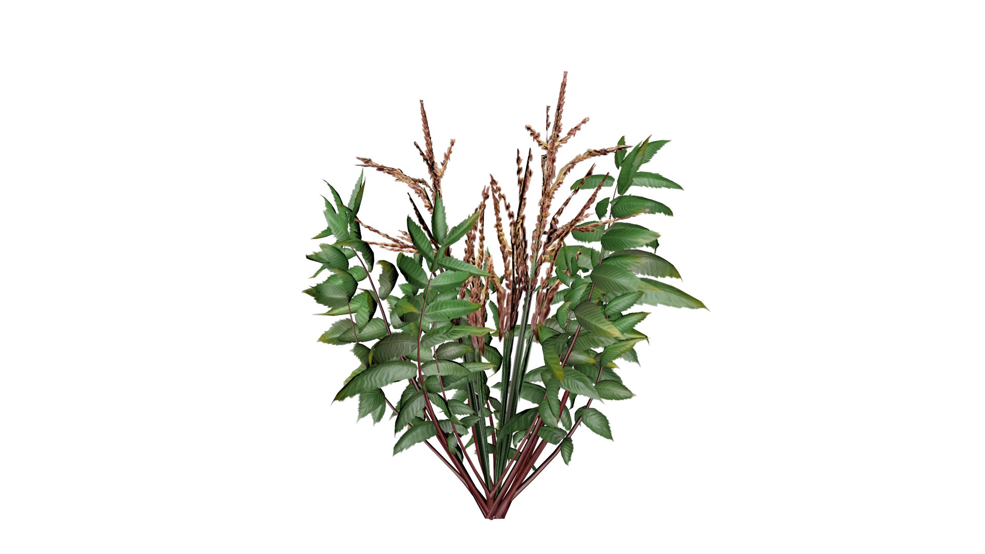 3D False Spirea Plant - 03 - model https://p.turbosquid.com/ts-thumb/P2/o89tf6/ku/fs_32/png/1741705699/1920x1080/fit_q87/66ffef554bc2a58fe4890c1d2dfca1aad1ea75d3/fs_32.jpg