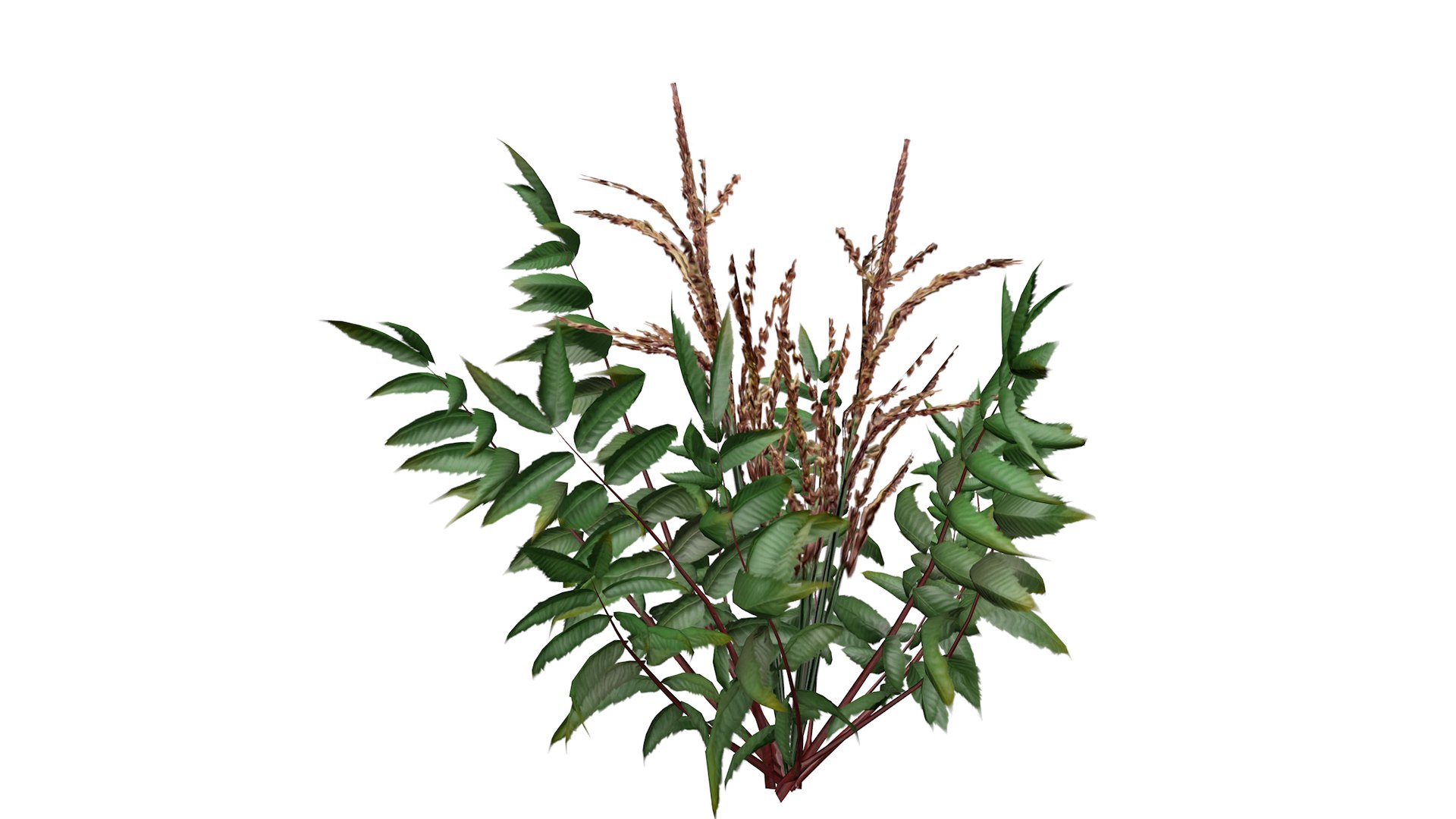 3D False Spirea Plant - 03 - model https://p.turbosquid.com/ts-thumb/P2/o89tf6/wE/falsespirea_03_030/png/1741705696/1920x1080/fit_q87/762917edc2c1454ae755e83789267947fa37b3a2/falsespirea_03_030.jpg