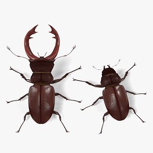 3ds lucanus cervus beetles