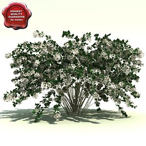 Kolkwitzia amabilis (Beauty Bush)