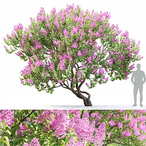 Syringa Vulgaris 04 3D model
