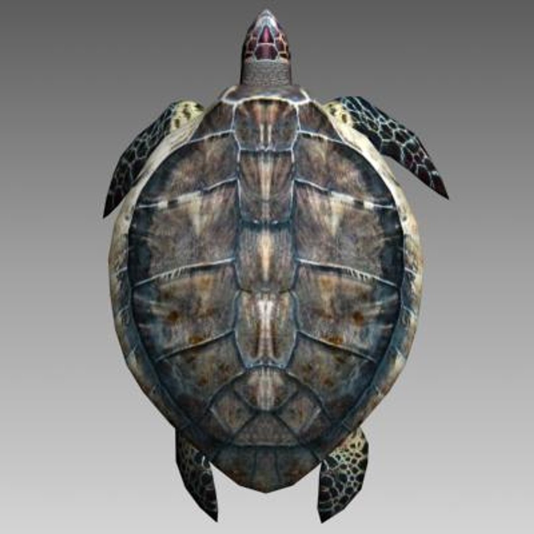 Sea Turtle 3ds