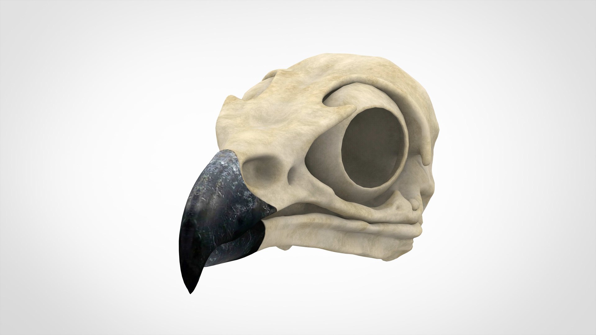 3D griffin skull model https://p.turbosquid.com/ts-thumb/P3/3PkHeF/9kJnBs2d/griffin_skull_1/jpg/1584883318/1920x1080/fit_q87/3995f8925ba1513079a2831a083b10d303b64d6e/griffin_skull_1.jpg