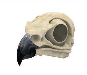 3D griffin skull model