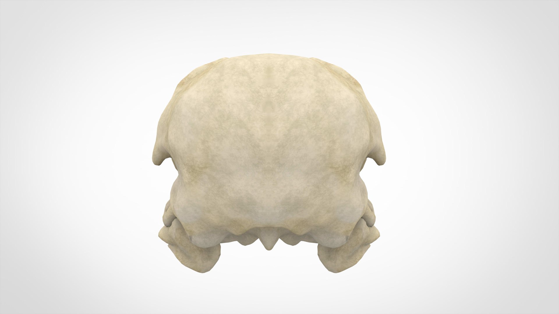 3D griffin skull model https://p.turbosquid.com/ts-thumb/P3/3PkHeF/bRZIiKC1/griffin_skull_4/jpg/1584883351/1920x1080/fit_q87/e5264d2b4fed82e6d5cd030346785922fad2bdd6/griffin_skull_4.jpg