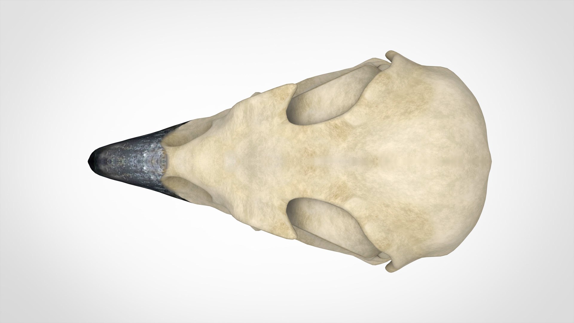 3D griffin skull model https://p.turbosquid.com/ts-thumb/P3/3PkHeF/ecigJwyR/griffin_skull_5/jpg/1584883379/1920x1080/fit_q87/71b96e707c1bd47d68ee0c5742013398c09cd773/griffin_skull_5.jpg