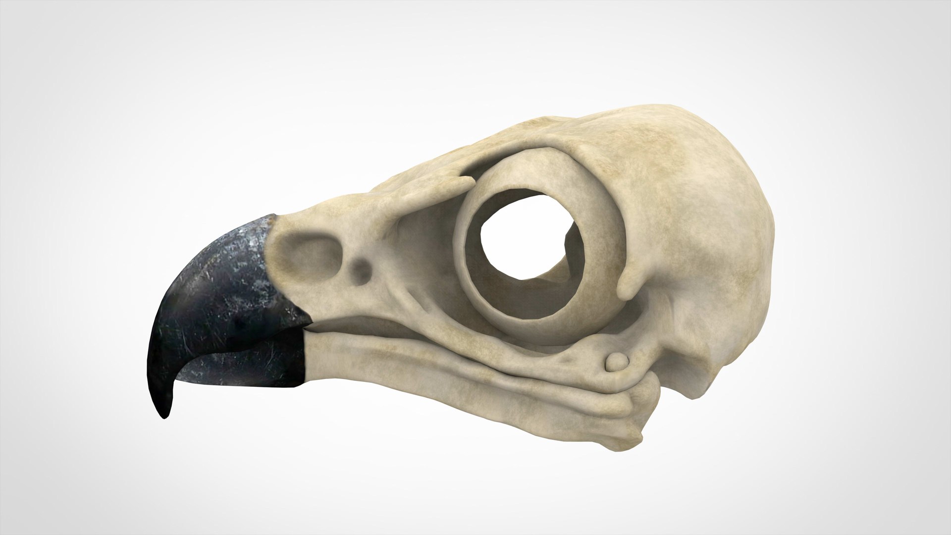 3D griffin skull model https://p.turbosquid.com/ts-thumb/P3/3PkHeF/mGB6pwnj/griffin_skull_3/jpg/1584883339/1920x1080/fit_q87/8bdc0223f02dbd52f7d5abdbff58307dc767885b/griffin_skull_3.jpg