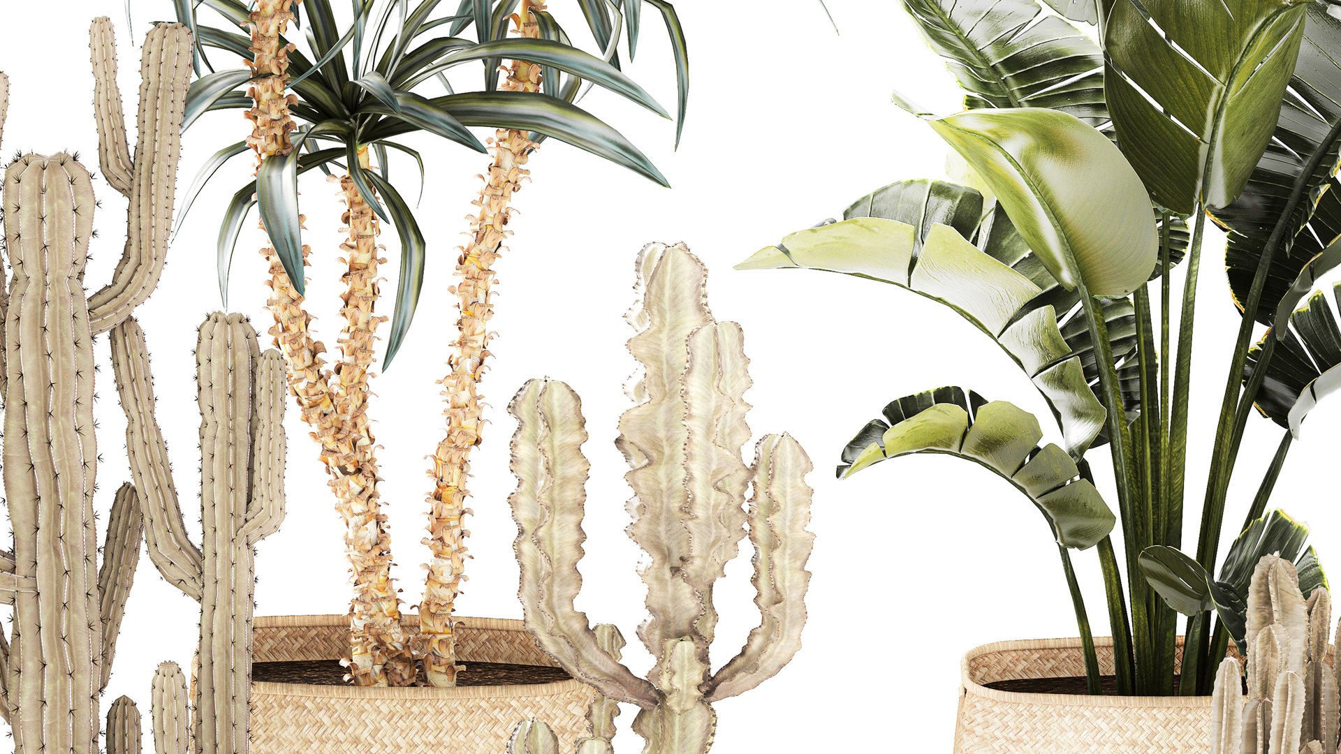 3D Set Cactus cacti Yucca DracaenaBanana Palm baskets decor model https://p.turbosquid.com/ts-thumb/P3/AvLhYo/4z/1setplants030305/jpg/1772792840/1920x1080/fit_q87/0df6cdfdd8d545c254227f2c1ab61a4d70a15812/1setplants030305.jpg