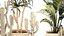 Conjunto de cactus, cactus, yuca, dracaena, plátano, palma, cestas decorativas