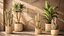 Conjunto de cactus, cactus, yuca, dracaena, plátano, palma, cestas decorativas