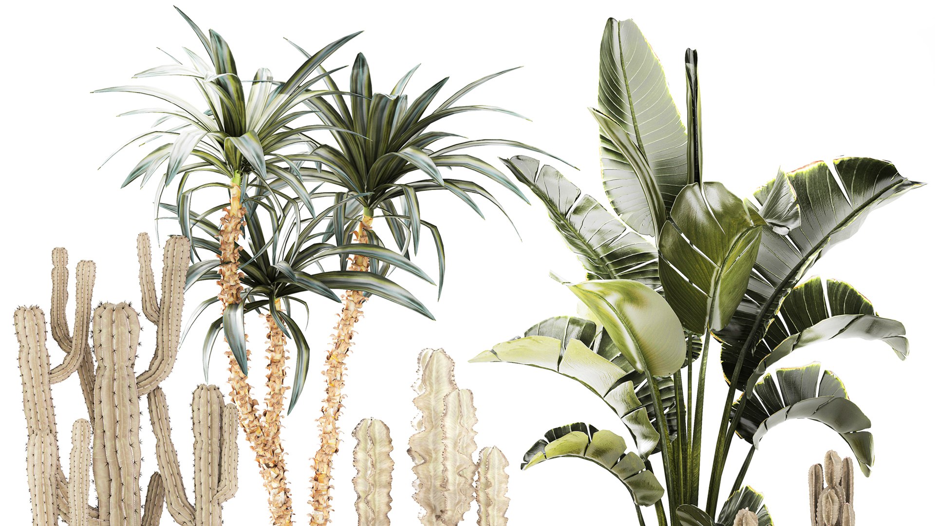 3D Set Cactus cacti Yucca DracaenaBanana Palm baskets decor model https://p.turbosquid.com/ts-thumb/P3/AvLhYo/a1/1setplants030303/jpg/1772792839/1920x1080/fit_q87/7b6cb09dabffb96d1ac29f179505353f84d01cc3/1setplants030303.jpg