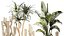 Conjunto de cactus, cactus, yuca, dracaena, plátano, palma, cestas decorativas
