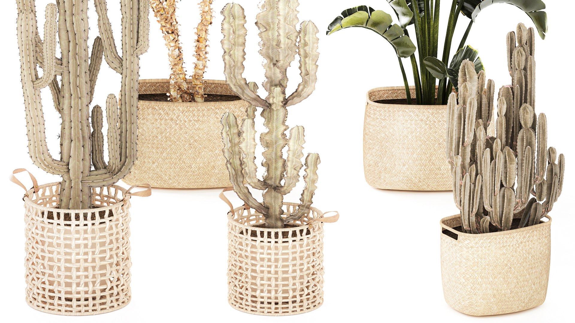 3D Set Cactus cacti Yucca DracaenaBanana Palm baskets decor model https://p.turbosquid.com/ts-thumb/P3/AvLhYo/dU/1setplants030304/jpg/1772792842/1920x1080/fit_q87/497b396fb1affef02440c0a1457db369c4c1d077/1setplants030304.jpg