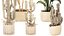Conjunto de cactus, cactus, yuca, dracaena, plátano, palma, cestas decorativas