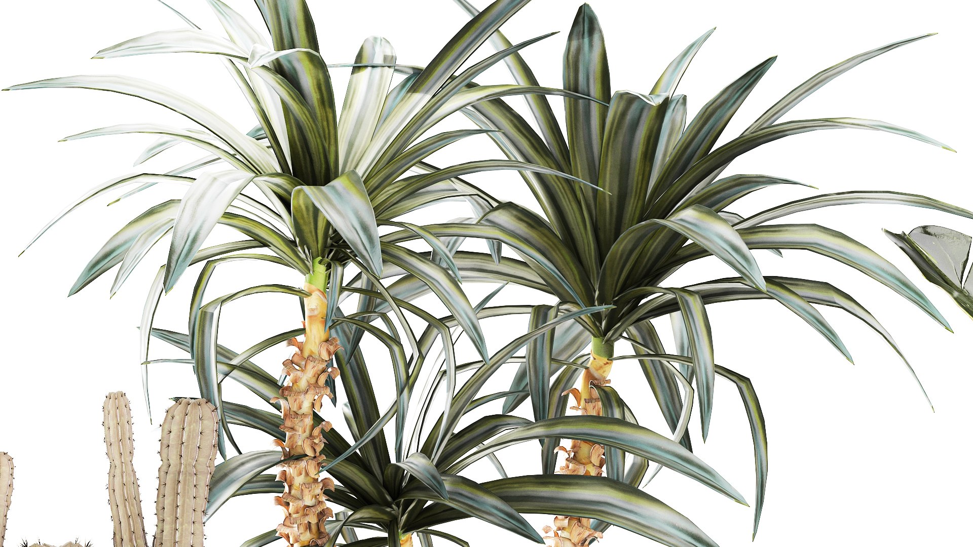 3D Set Cactus cacti Yucca DracaenaBanana Palm baskets decor model https://p.turbosquid.com/ts-thumb/P3/AvLhYo/qX/1setplants030307/jpg/1772792842/1920x1080/fit_q87/1db45e44f2f194565893d48420b28285cb8ee8e7/1setplants030307.jpg
