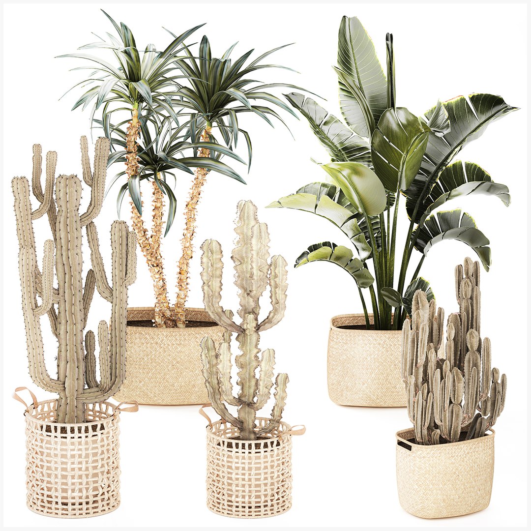 3D Set Cactus cacti Yucca DracaenaBanana Palm baskets decor model https://p.turbosquid.com/ts-thumb/P3/AvLhYo/vX/1setplants030300/jpg/1772792838/1920x1080/fit_q87/7004f9965731dbdf32cdbce48e62902a261f21c3/1setplants030300.jpg