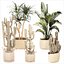 Conjunto de cactus, cactus, yuca, dracaena, plátano, palma, cestas decorativas
