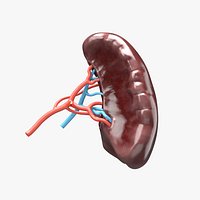 Human Spleen Anatomy