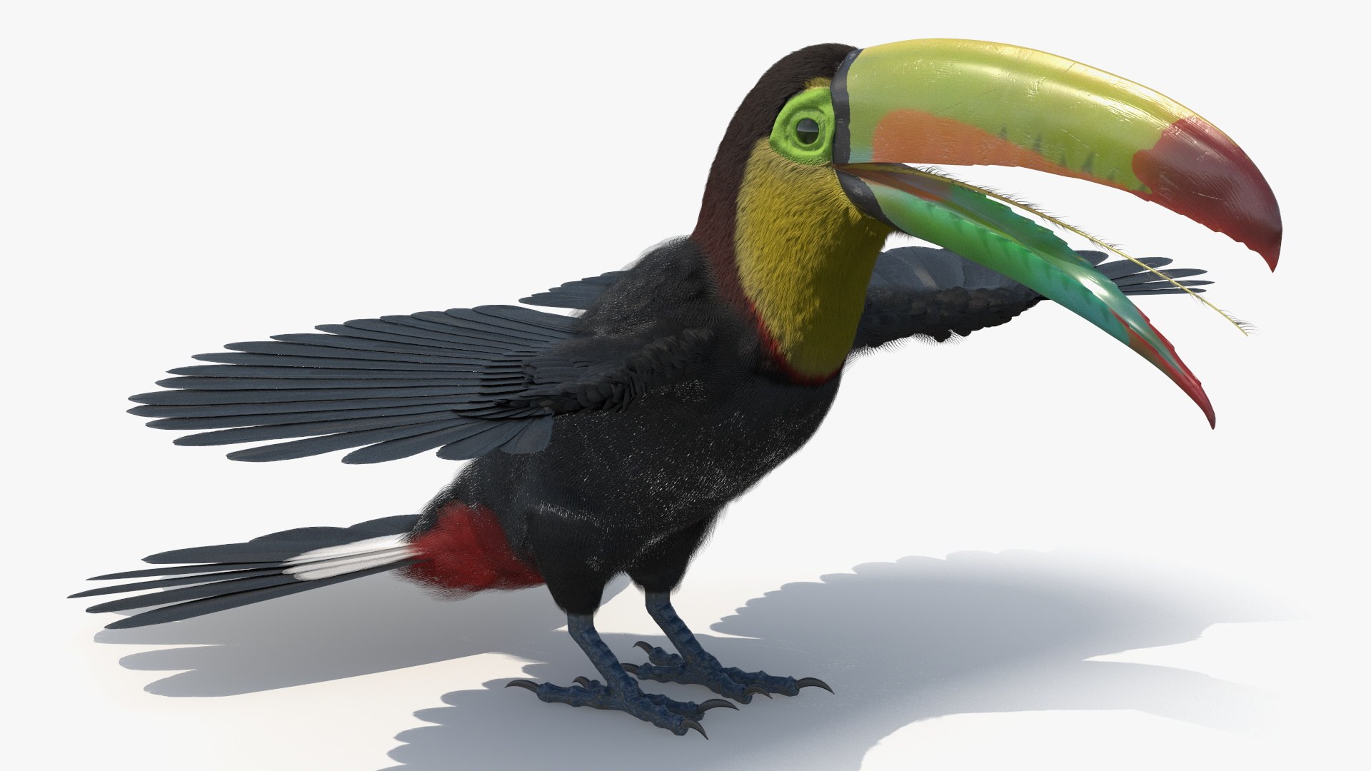 Keel Billed Toucan with Wings Spread Fur for Cinema 4D 3D model preview