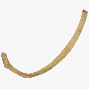 costae verae true rib model