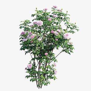 3D model Rose plant set 55