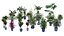 屋内鉢植えヤシの3Dコレクション
